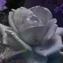 Guest_DarkRoseQueen