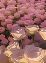 Guest_Scarlette946350