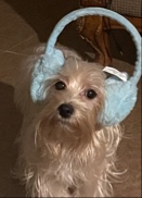 lAstersl