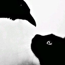 avpic