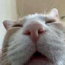 Guest_tem24