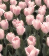 Guest_XxkoalaxX