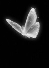 Guest_Fairy1911
