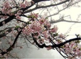 Guest_LostSoull1