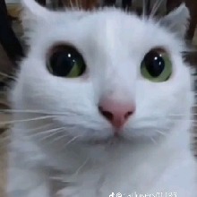 Guest_Patrocla