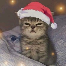 Guest_Emilywalterson12