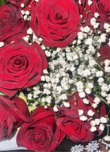 Guest_Milani516893
