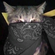 Guest_kingdarkcerulean1638