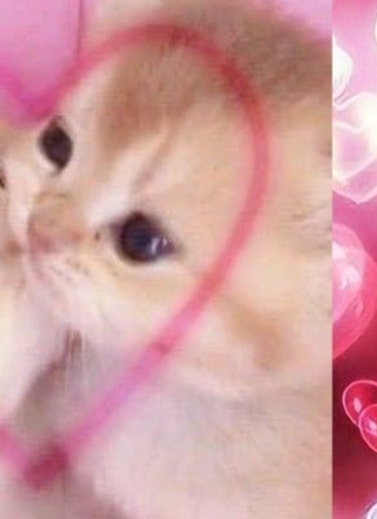 Guest_xXPrincessDoceXx