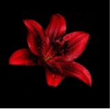 Guest_Vihnloxx