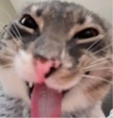 Guest_deedeebluelight