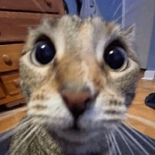 Guest_Comiiiseucu