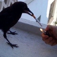 Guest_MidnightDeathScyth