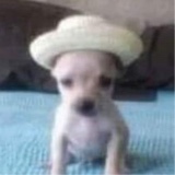 Guest_Lyonvu