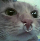 Guest_HoodiedKitten