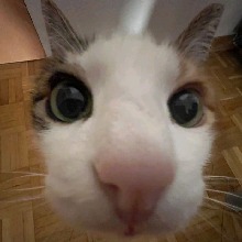 Guest_luckycharmsnast123