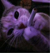 kushkittyxx