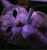 kushkittyxx