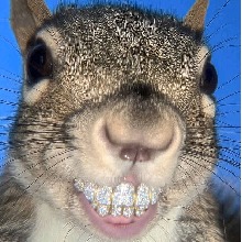 Guest_raspyoxfordbluef43b