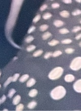 Guest_nicolH2