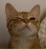 Guest_seraoo