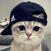 bradockmello