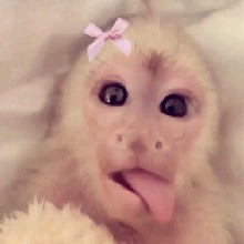 Guest_britanilopez1