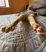 Guest_yofavbish55