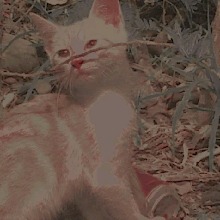 Guest_Bonon3