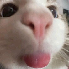 Guest_Amxndaa