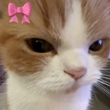 Guest_XNAUTGAX