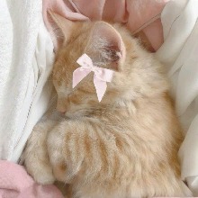 Guest_littlelolo