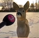 Guest_chhicennugget1
