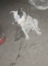 Guest_DamonGant
