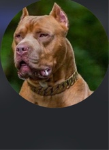 veezetalk