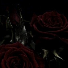 Guest_Ayla576512