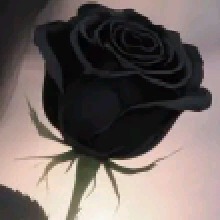 immagine avatar