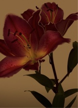 Guest_Rosie918926