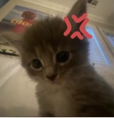 Guest_theyluvayana