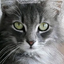 Guest_Aurelio121