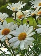 Guest_salish128135