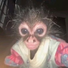 Guest_maconha067