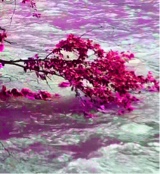 Guest_riri2233