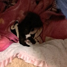 Guest_ella673960