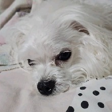 Guest_Chq2