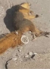 Guest_WeirdoSnowy