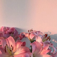 Guest_Shemsy2