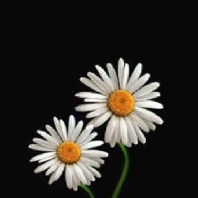 Guest_Cele881838