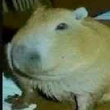 Guest_kooyuum