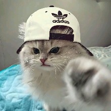 Guest_FebKi